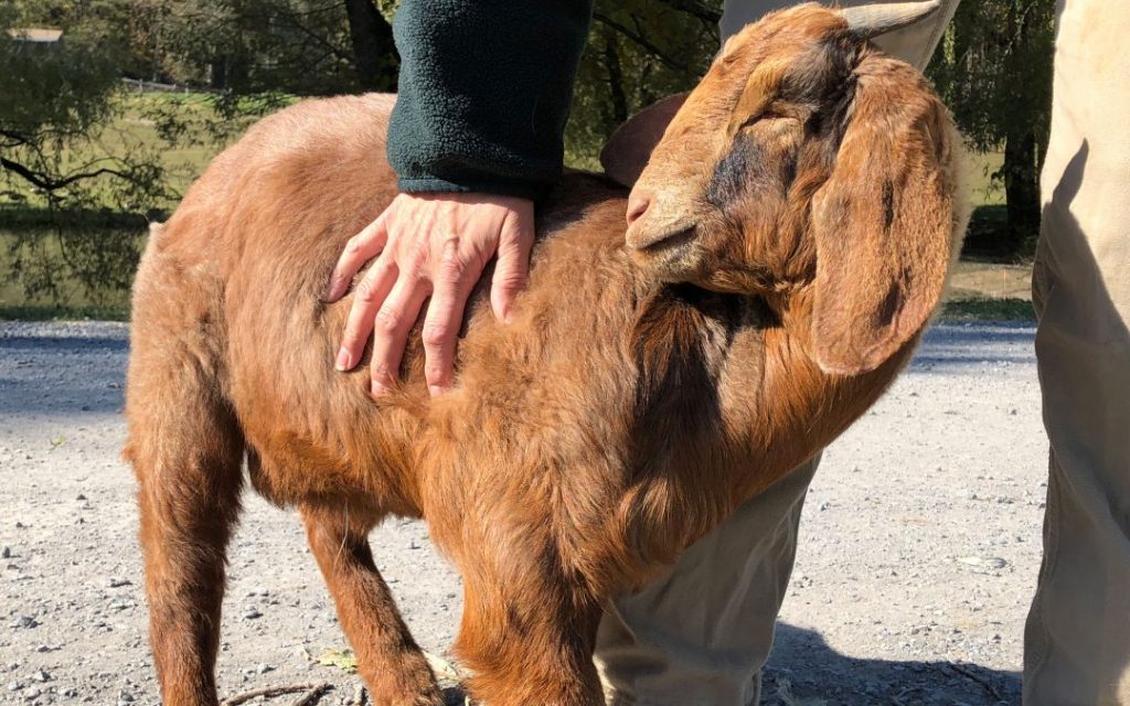 Little Leo the goat is blind and deaf